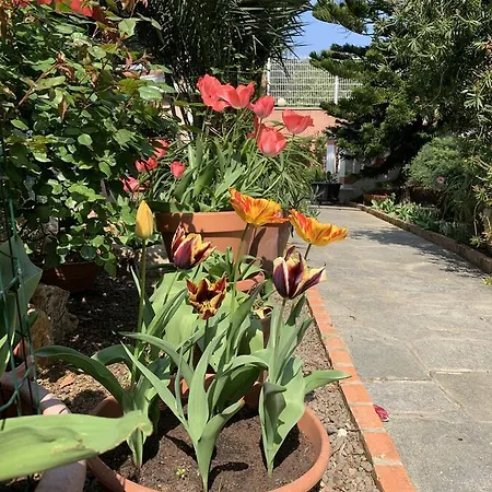 Rosa Maria *