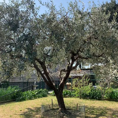 Rosa Maria